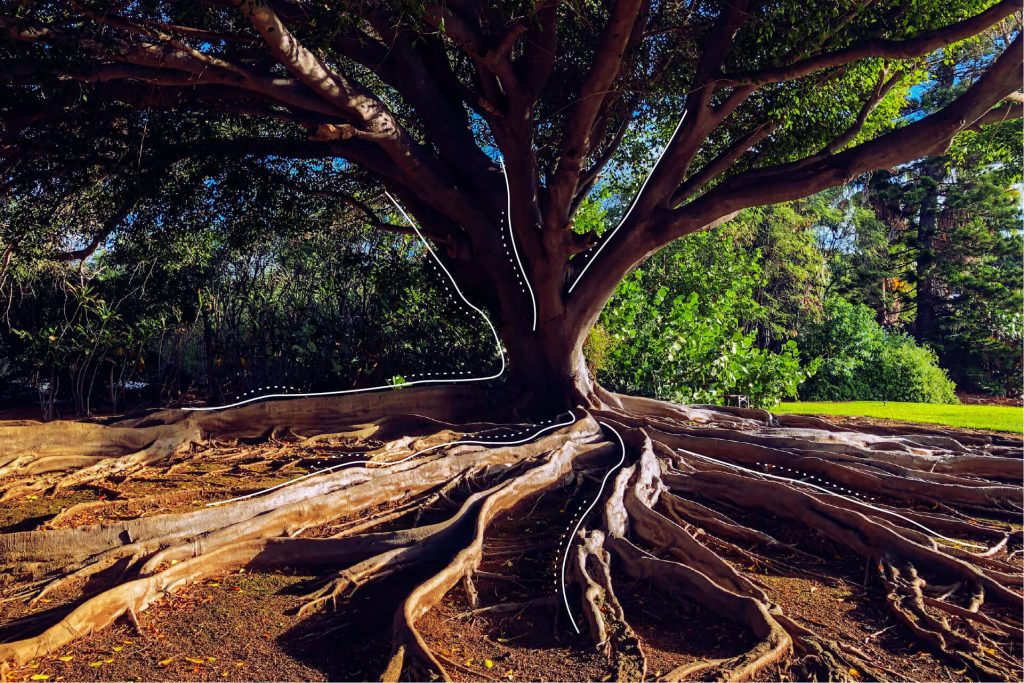 Ein stark wachsender Baum | eggheads.net